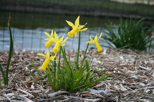 Narcissus 'Mite' bestellen